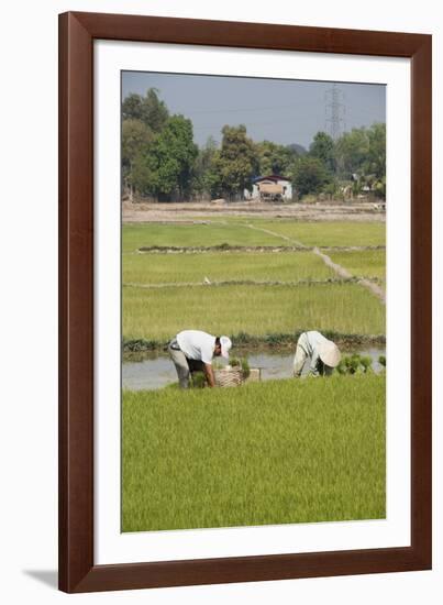 Planting Rice, Vientiane, Laos-Robert Harding-Framed Photographic Print