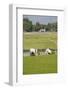 Planting Rice, Vientiane, Laos-Robert Harding-Framed Photographic Print