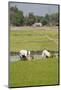 Planting Rice, Vientiane, Laos-Robert Harding-Mounted Photographic Print