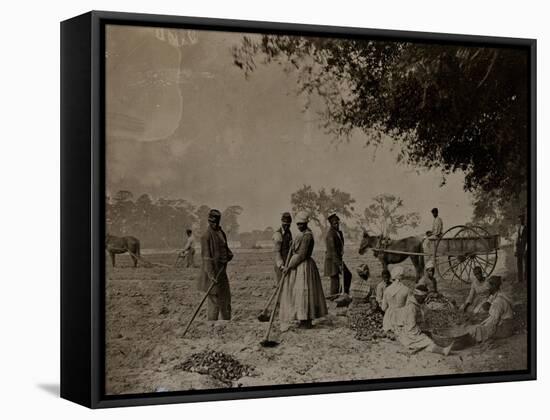 Planting Sweet Potatoes, Hopkinson's Plantation, Edislo Island, South Carolina, 1862-H.P. Moore-Framed Stretched Canvas