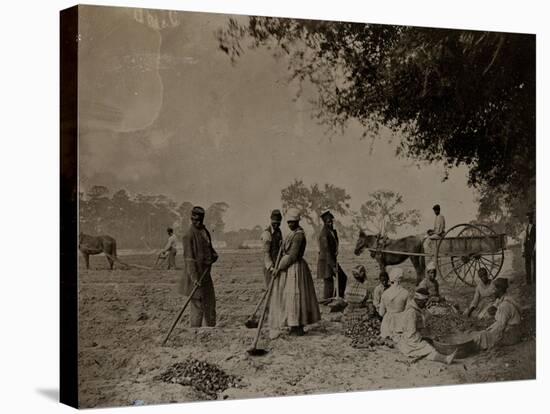 Planting Sweet Potatoes, Hopkinson's Plantation, Edislo Island, South Carolina, 1862-H.P. Moore-Stretched Canvas