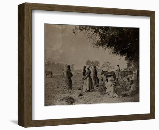 Planting Sweet Potatoes, Hopkinson's Plantation, Edislo Island, South Carolina, 1862-H.P. Moore-Framed Giclee Print