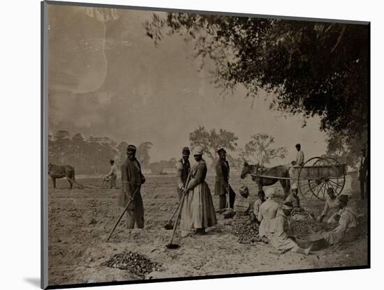 Planting Sweet Potatoes, Hopkinson's Plantation, Edislo Island, South Carolina, 1862-H.P. Moore-Mounted Giclee Print