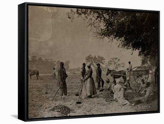 Planting Sweet Potatoes, Hopkinson's Plantation, Edislo Island, South Carolina, 1862-H.P. Moore-Framed Stretched Canvas