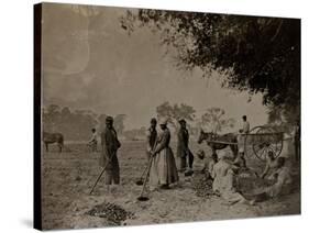 Planting Sweet Potatoes, Hopkinson's Plantation, Edislo Island, South Carolina, 1862-H.P. Moore-Stretched Canvas