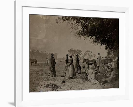 Planting Sweet Potatoes, Hopkinson's Plantation, Edislo Island, South Carolina, 1862-H.P. Moore-Framed Giclee Print