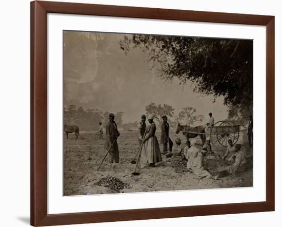 Planting Sweet Potatoes, Hopkinson's Plantation, Edislo Island, South Carolina, 1862-H.P. Moore-Framed Giclee Print