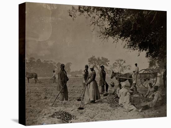 Planting Sweet Potatoes, Hopkinson's Plantation, Edislo Island, South Carolina, 1862-H.P. Moore-Stretched Canvas