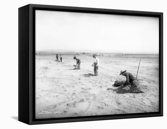 Planting Trees Near Grandview, WA, 1911-Ashael Curtis-Framed Stretched Canvas