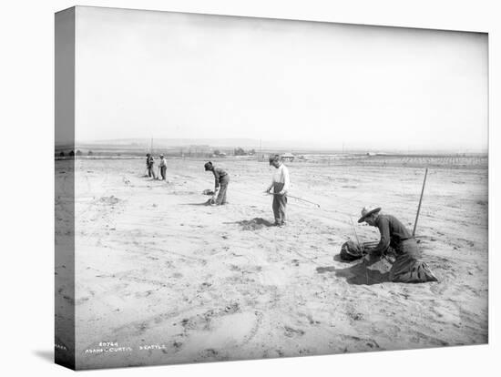 Planting Trees Near Grandview, WA, 1911-Ashael Curtis-Stretched Canvas