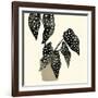 Plantling III-Victoria Barnes-Framed Art Print