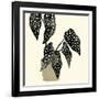 Plantling III-Victoria Barnes-Framed Art Print