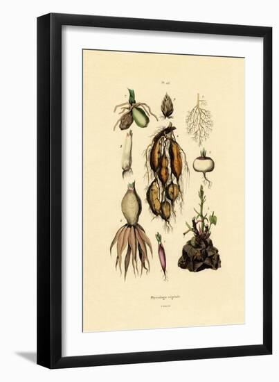 Plants, 1833-39-null-Framed Giclee Print