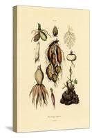 Plants, 1833-39-null-Stretched Canvas