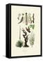 Plants, 1833-39-null-Framed Stretched Canvas