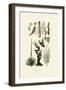 Plants, 1833-39-null-Framed Giclee Print