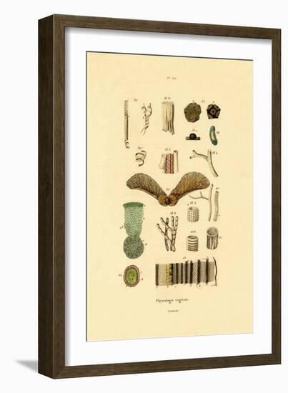 Plants, 1833-39-null-Framed Giclee Print