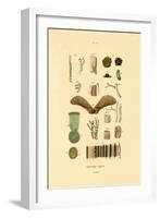 Plants, 1833-39-null-Framed Giclee Print