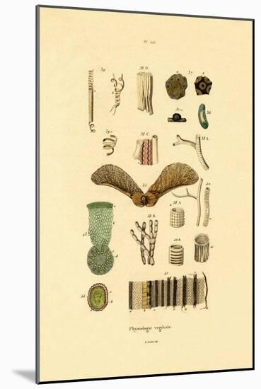 Plants, 1833-39-null-Mounted Giclee Print