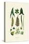 Plants, 1833-39-null-Stretched Canvas