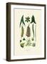 Plants, 1833-39-null-Framed Giclee Print