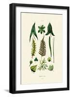 Plants, 1833-39-null-Framed Giclee Print