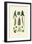 Plants, 1833-39-null-Framed Giclee Print