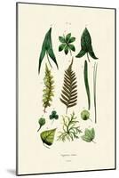 Plants, 1833-39-null-Mounted Giclee Print