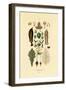 Plants, 1833-39-null-Framed Giclee Print