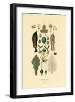 Plants, 1833-39-null-Framed Giclee Print