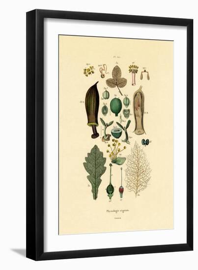 Plants, 1833-39-null-Framed Giclee Print