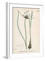 Plants, Allium Oleraceum-John Edward Sowerby-Framed Art Print