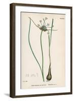 Plants, Allium Oleraceum-John Edward Sowerby-Framed Art Print