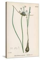 Plants, Allium Oleraceum-John Edward Sowerby-Stretched Canvas