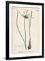 Plants, Allium Oleraceum-John Edward Sowerby-Framed Art Print