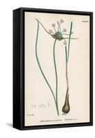 Plants, Allium Oleraceum-John Edward Sowerby-Framed Stretched Canvas