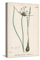 Plants, Allium Oleraceum-John Edward Sowerby-Stretched Canvas