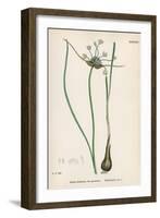 Plants, Allium Oleraceum-John Edward Sowerby-Framed Art Print