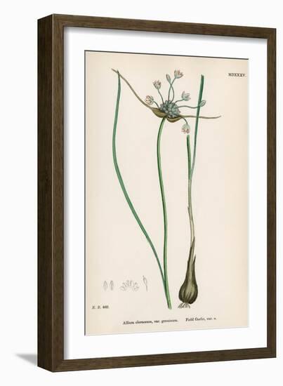 Plants, Allium Oleraceum-John Edward Sowerby-Framed Art Print