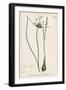 Plants, Allium Oleraceum-John Edward Sowerby-Framed Art Print