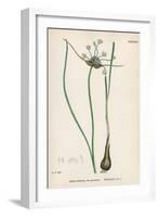 Plants, Allium Oleraceum-John Edward Sowerby-Framed Art Print