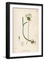 Plants, Allium Vineale-John Edward Sowerby-Framed Art Print