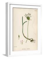 Plants, Allium Vineale-John Edward Sowerby-Framed Art Print