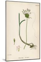 Plants, Allium Vineale-John Edward Sowerby-Mounted Art Print