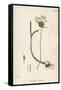 Plants, Allium Vineale-John Edward Sowerby-Framed Stretched Canvas