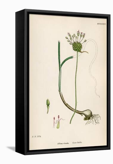 Plants, Allium Vineale-John Edward Sowerby-Framed Stretched Canvas