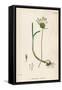 Plants, Allium Vineale-John Edward Sowerby-Framed Stretched Canvas