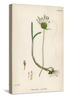 Plants, Allium Vineale-John Edward Sowerby-Stretched Canvas