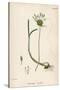 Plants, Allium Vineale-John Edward Sowerby-Stretched Canvas