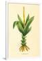 Plants, Alpinia Galanga-null-Framed Art Print
